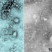 The first picture of the Coronavirus, which they extracted from one of its victims, China